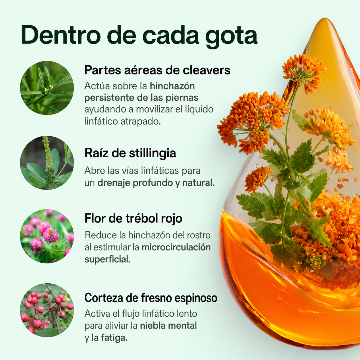 Lymphoria Gotas de Drenaje Linfático